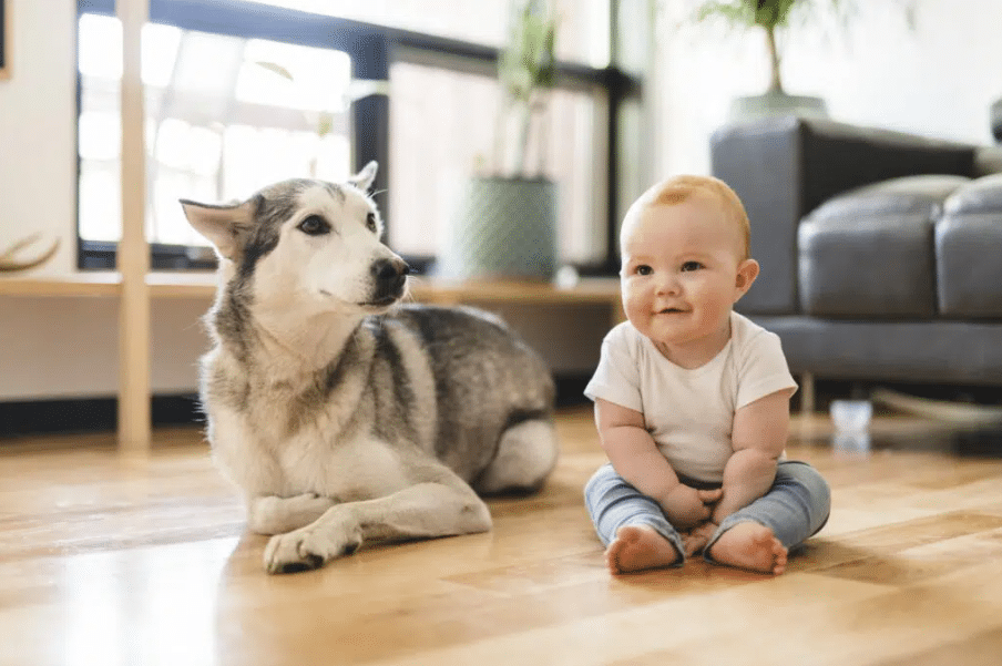 Husky and baby sat next to each other in home